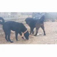 واگزاری نر ولاس|سگ|رودشت (اصفهان), |دیوار