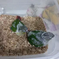 طوطی گیرینجیک