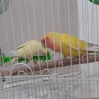 طوطی برزیلی