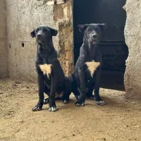 توله سگ سرابی