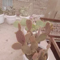 گل وگیاه