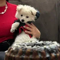 سگ میکس تربیت شده|سگ|اسلام‌شهر, شهرک قائمیه|دیوار