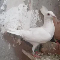 ابلغ|پرنده|مشهد, موعود|دیوار