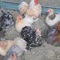 تخم مرغ نژاد زینتی کوشین مرندی|حیوانات مزرعه|شوشتر, |دیوار