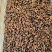 کشمش افتابی محمدکاشمری|عمده‌فروشی|تهران, کرمان|دیوار