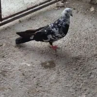 یک عدد بالی قره نر