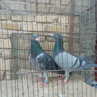 کفتر پلاکی|پرنده|نهاوند, |دیوار