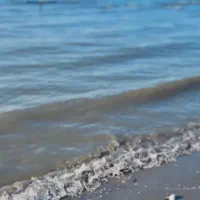 سگ پیدا شده در محدوده تنکابن - شیرود