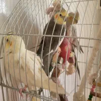 یک جفت عروس هلندی سخنگو با یک جوجه ۶ ماهه|پرنده|بومهن, |دیوار
