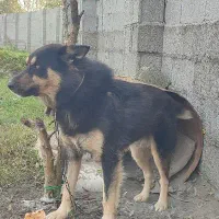 سگ ژرمن نر ۱۲۰۰رشت ،خشکبیجار|سگ|خشکبیجار, |دیوار