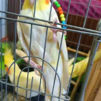 عروس هلندی لوتینو تخم گذار