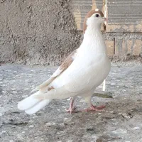 4 تا کفتر صید|پرنده|مشهد, نیزه|دیوار