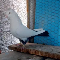 ماده دم مشکی