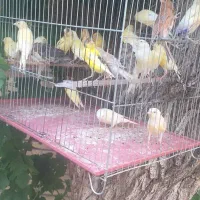 مرغ عشق قناری فنچ طوطی عروس هلندی مرغ مینا|پرنده|یاسوج, |دیوار