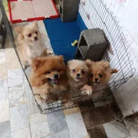 سگ پامر خرسی