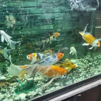 آکواریوم ماهیران|ماهی|اصفهان, شهرک صنعتی امیرکبیر (شاپور جدید)|دیوار