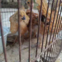 جوجه مرغ محلی تخم گذار