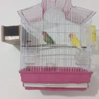 کوتوله|پرنده|قم, باغ شازده|دیوار