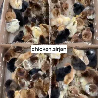 تولیدی جوجه یکروزه سیرجان نژاد مرغ خروس گلپا