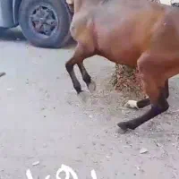 اسبنریانعربیکسر