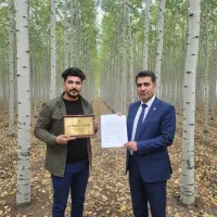 کاشت نهال صنوبر فرصت طلایی برای سود میلیاردی