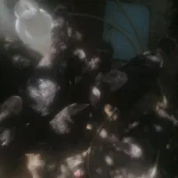 کیف و