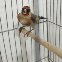 سهره ماده  سهره کش