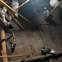 کبوتر پرشی|پرنده|خمام, |دیوار