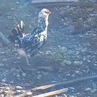 مرغ خروس لاری اصل گلین