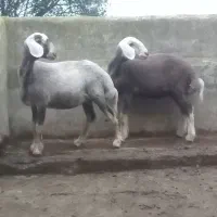 گوسفند توقلی ماده درجه۱