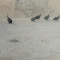مرغ مصری|حیوانات مزرعه|باروق, |دیوار