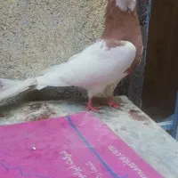 جوجه رنگی|حیوانات مزرعه|مشهد, امیرآباد|دیوار