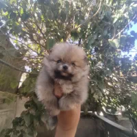 توله پامر خرسی عروسکی