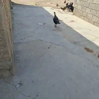فروش بوقلمون نر وجوان ونژادی