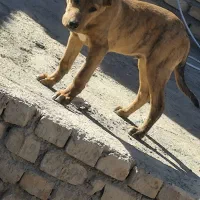 سگ پیتبول نژاد خوب ۲ماه هست با تغذیه سالم|سگ|نیشابور, گنبد سبز|دیوار