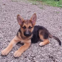 توله و سگ بالغ ژرمن شپرد اصیل و باهوش