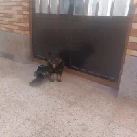 توله سگ ژرمن