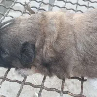 شیتزو تریر|سگ|مسجد سلیمان, |دیوار