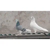 کبوتر بلند پرواز|پرنده|سیرجان, |دیوار