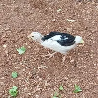 جوجه مرغ و خروس گلین اصل|حیوانات مزرعه|شیراز, شهرک گلستان|دیوار