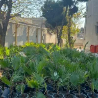 فروش گیاه آلوئه ورا، یاس هلندی و پالم به صورت عمده