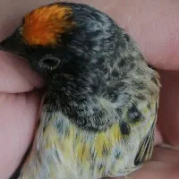سقا گلبسر سهره قناری