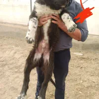 یک عدد سگ قدرجونی|سگ|مشکین‌دشت, |دیوار