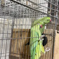 طوطی ملنگو|پرنده|امامزاده عبدالله, |دیوار