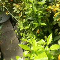 گل آپارتمانی