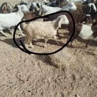 گوسفند بومی|حیوانات|یزد, |دیوار