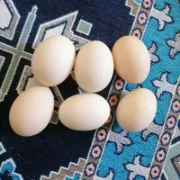 تخم مرغ محلی