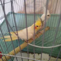 طوطی  عروس  هلندی