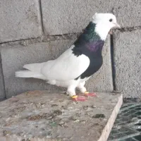 رنگی درجه یک