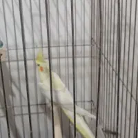 عروس هلندی ماده